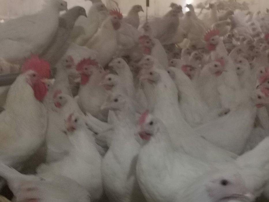 Leghorn 24 tygodnie. Najlesze Nioski.  Wysyłka!
