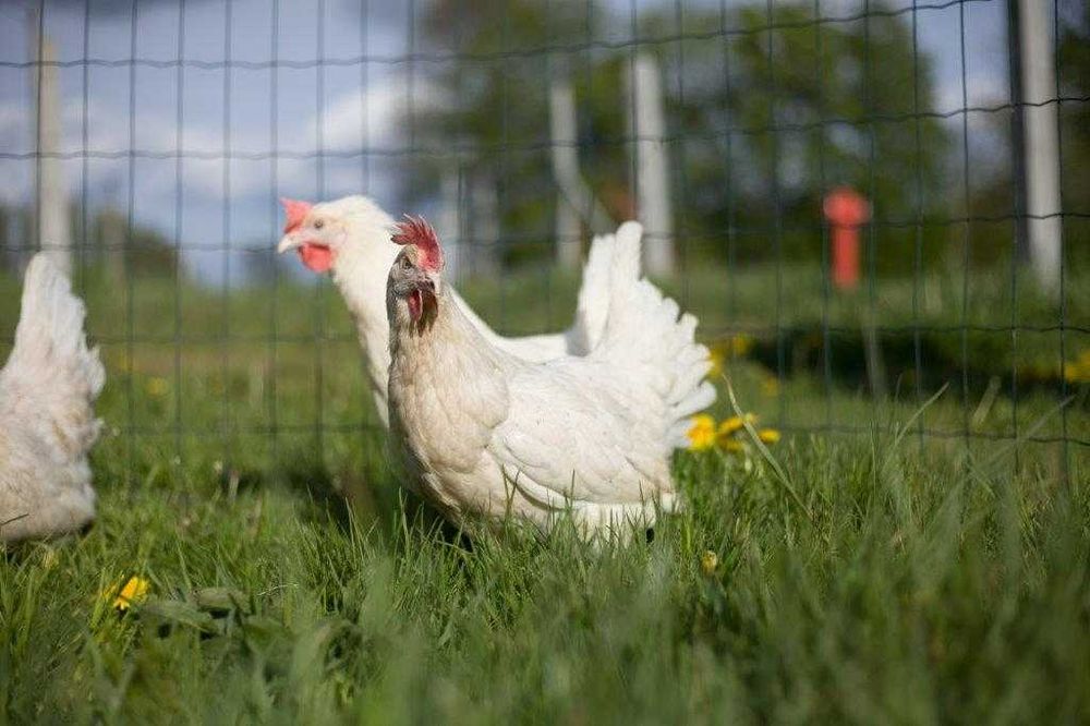 Kurki kokoszki nioski Tetra tintet odchowana super nioska dowóz Gratis