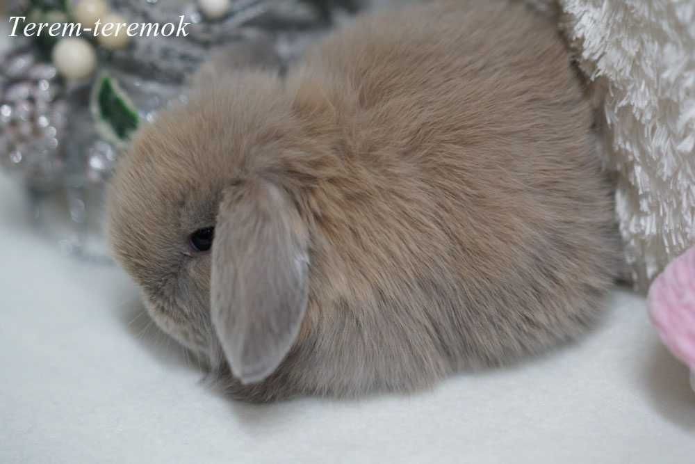 Породистый карликовый крольчонок Mini Lop