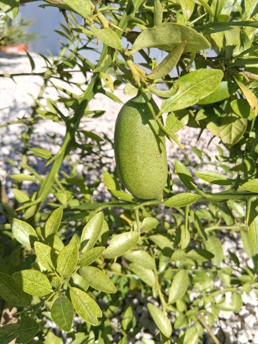 Limao caviar faustrime..............................................
?