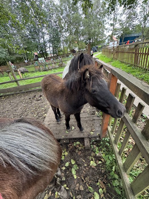 Kucyk, konik, ogierek