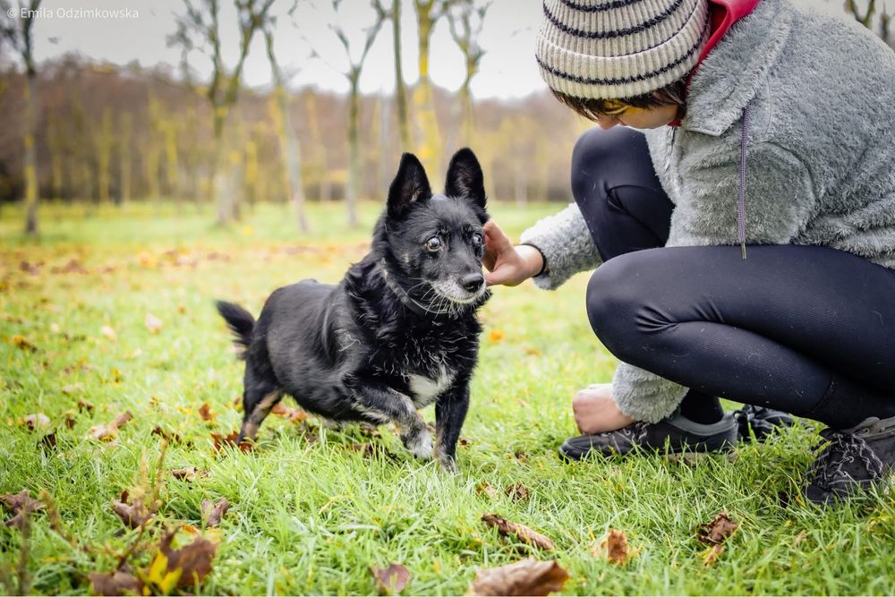 Gustaw-malutki niewidomy piesek prosi o dom-adoptuj