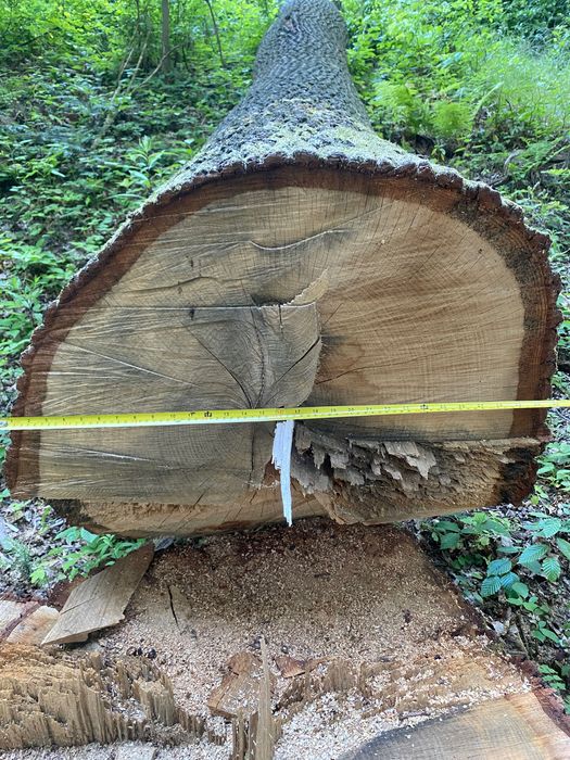 Kłoda dębowa 7,8 m