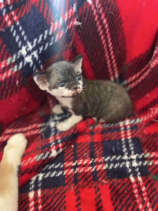 Devon rex kocurek , rodowod FPL/Fife