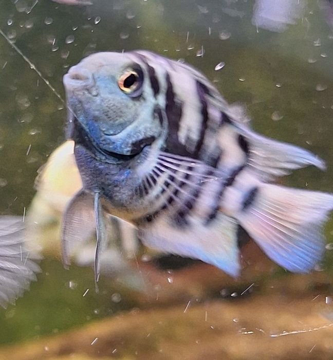 Ryby akwariowe Pielęgnice Papuzie