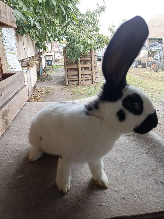 Кролики від малого до дорослого НСВ