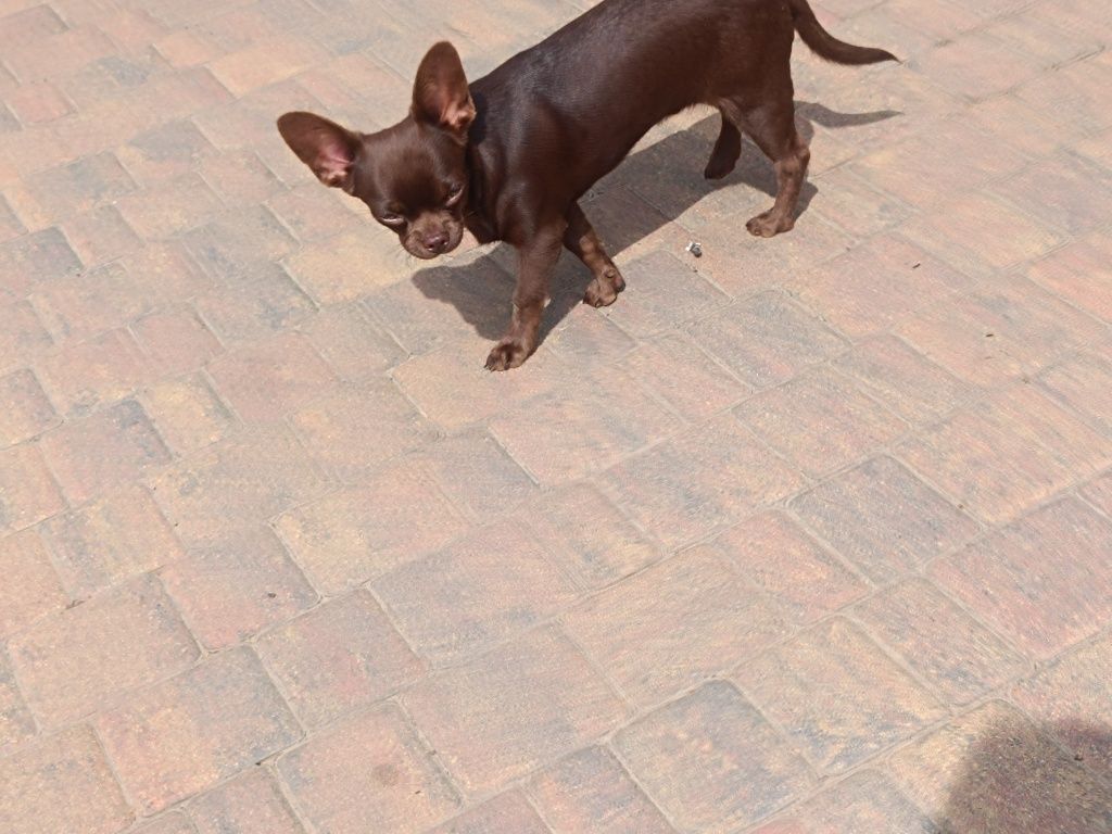 Chihuahua piesek