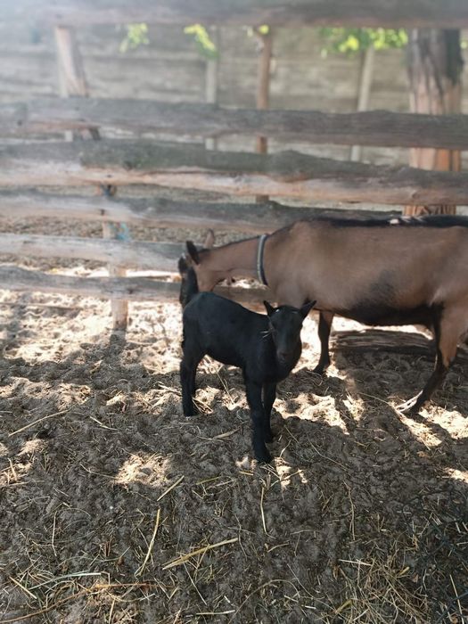 Продам двох козочок від альпійської кози
