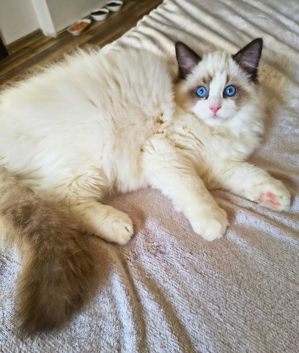 Uroczy kocurek jak miś przytulanka