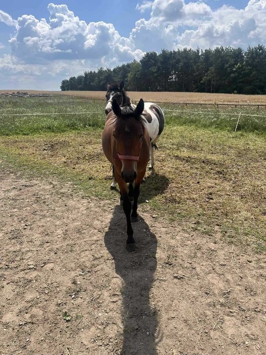 Ogier huculski z licencją