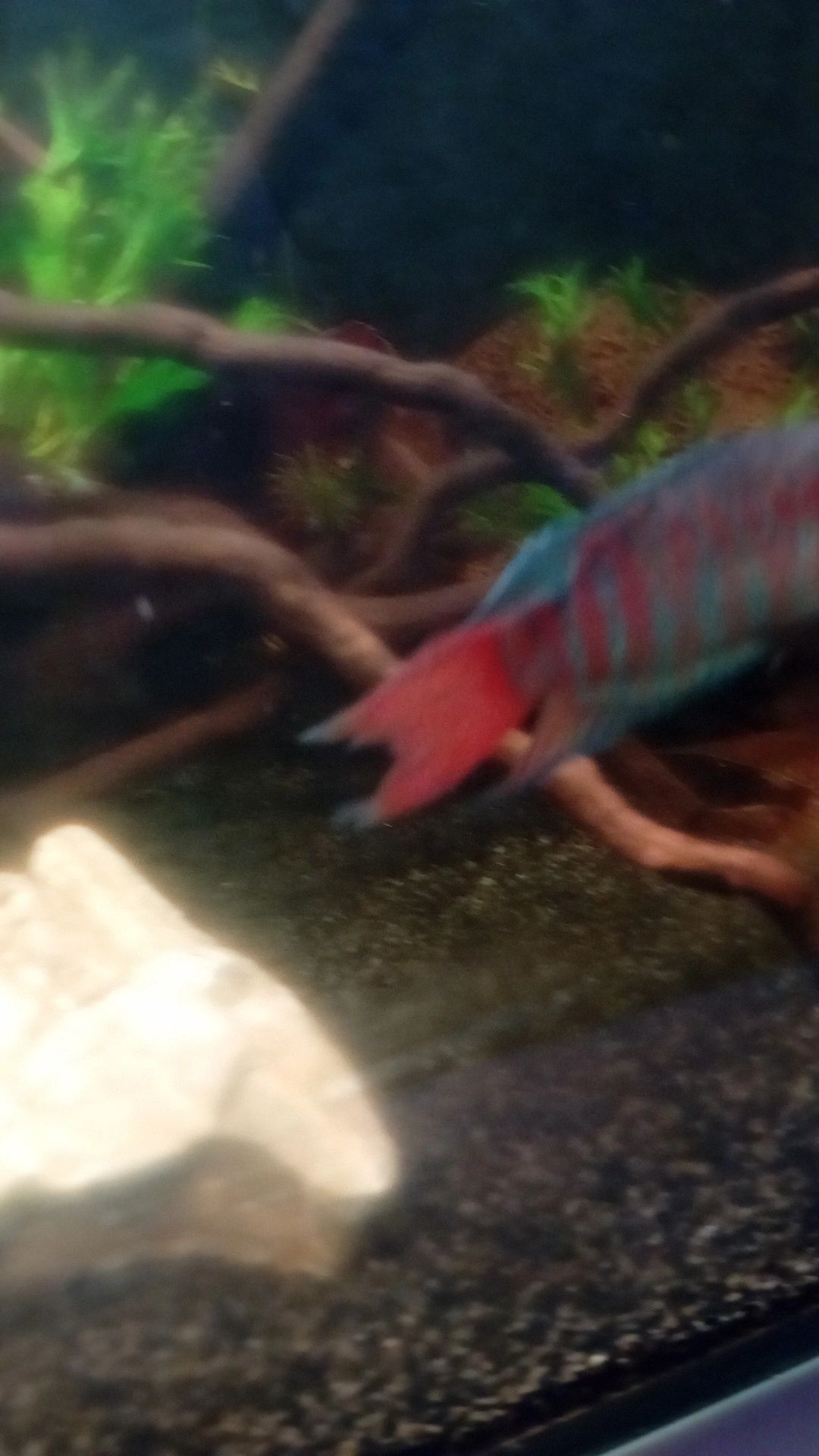 Peixe-paraíso, macropodus
