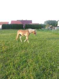 Klacz haflinger sprzedam