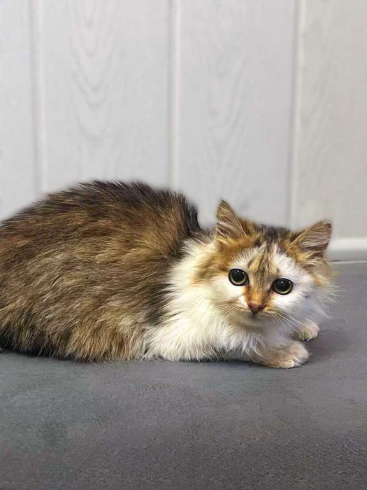 Ніжна киця шукає дім — Привчена до лотка — Здорова