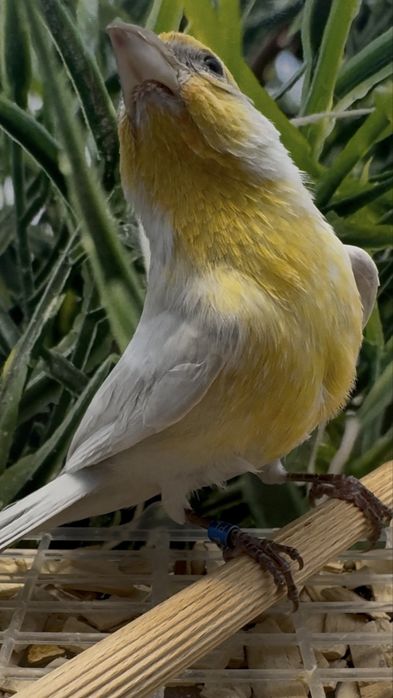 Gil meksykański opal samiec 23r