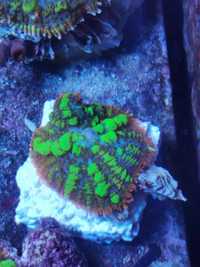 Rodactis Sp. Akwarium morskie, koralowiec, korale, nemo, koralowce