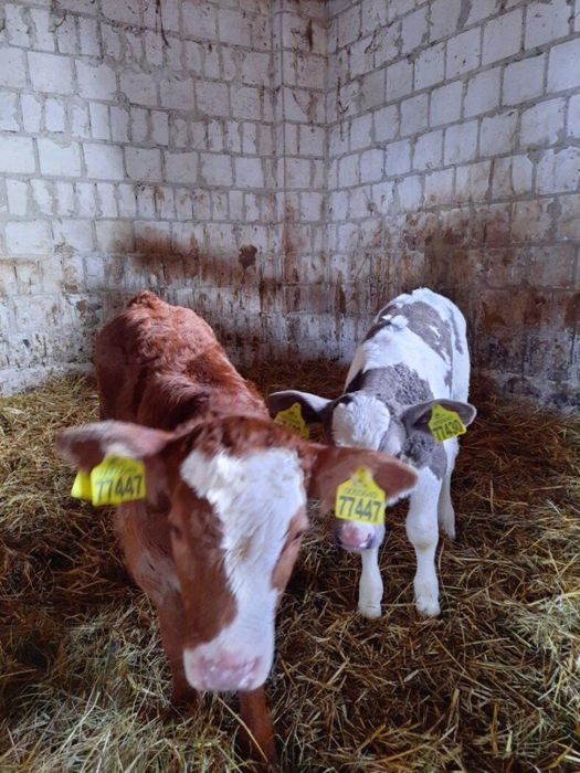 Sprzedam byczki miesne