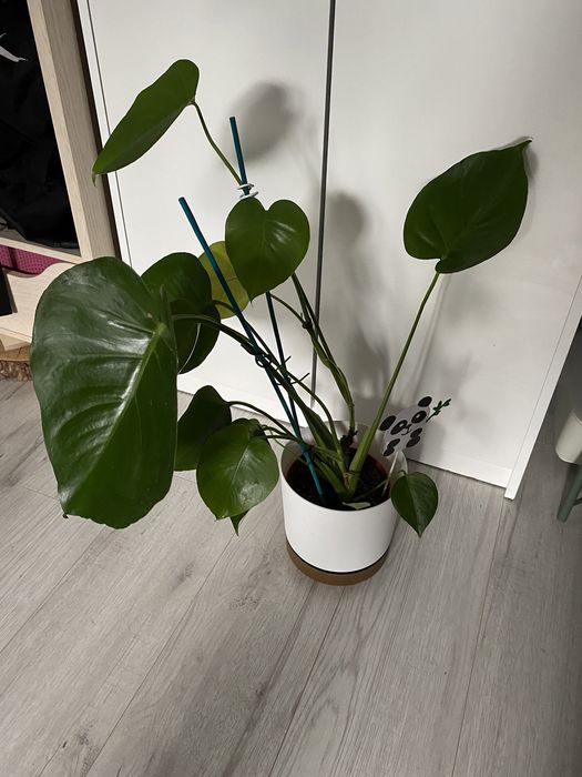 Kwiat monstera + doniczka