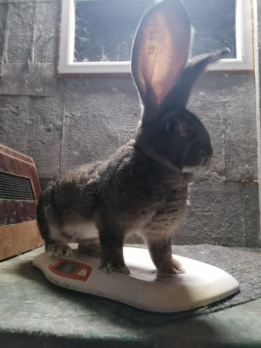 Belgijskie Olbrzymy Szare (Młodzież)