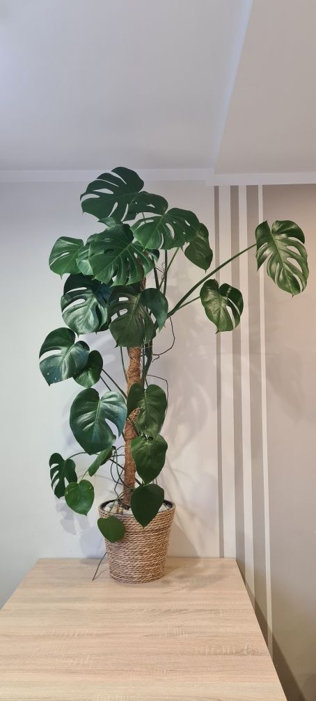 Monstera 155 cm duża z plecioną doniczką