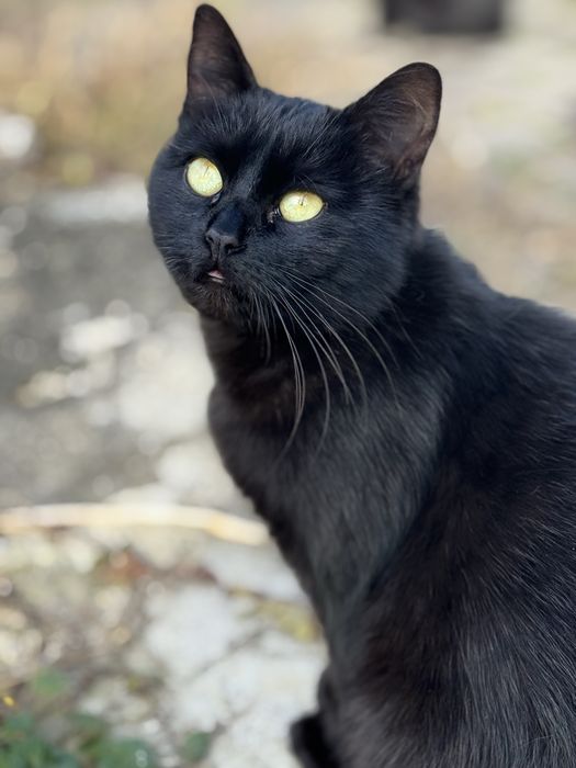 Терміново киця шукає дім