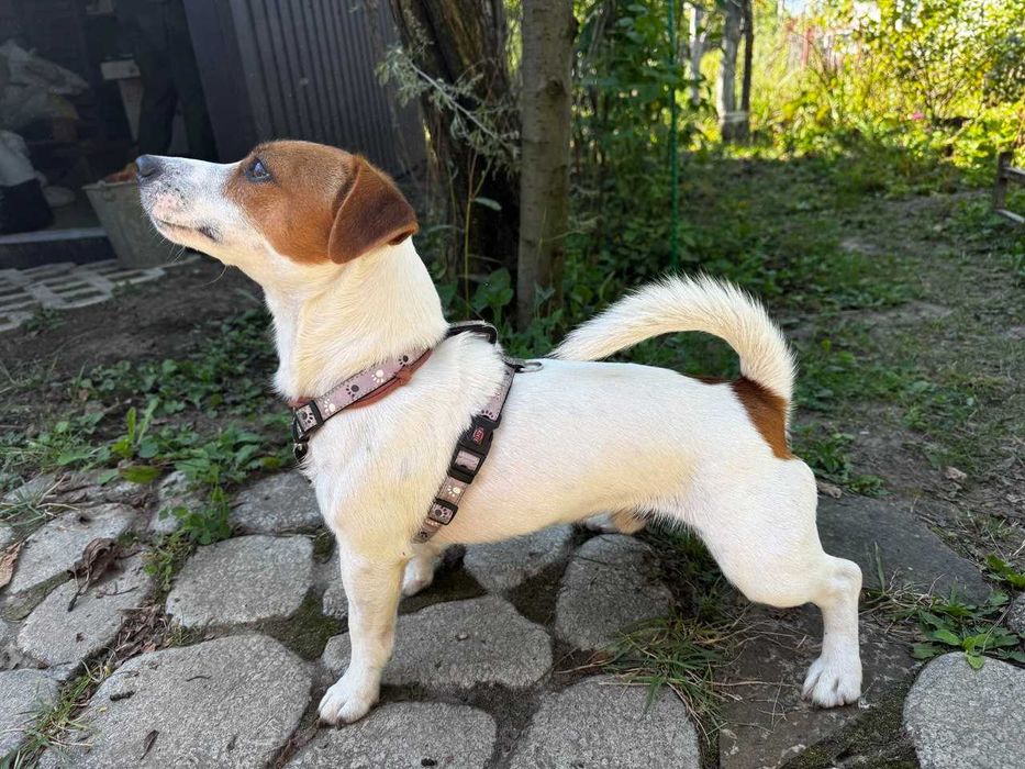 Вязка Джек Рассел. Кобель