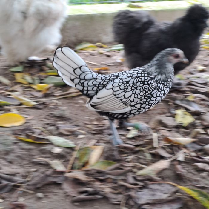 Sebrytki parki kurki kogutki