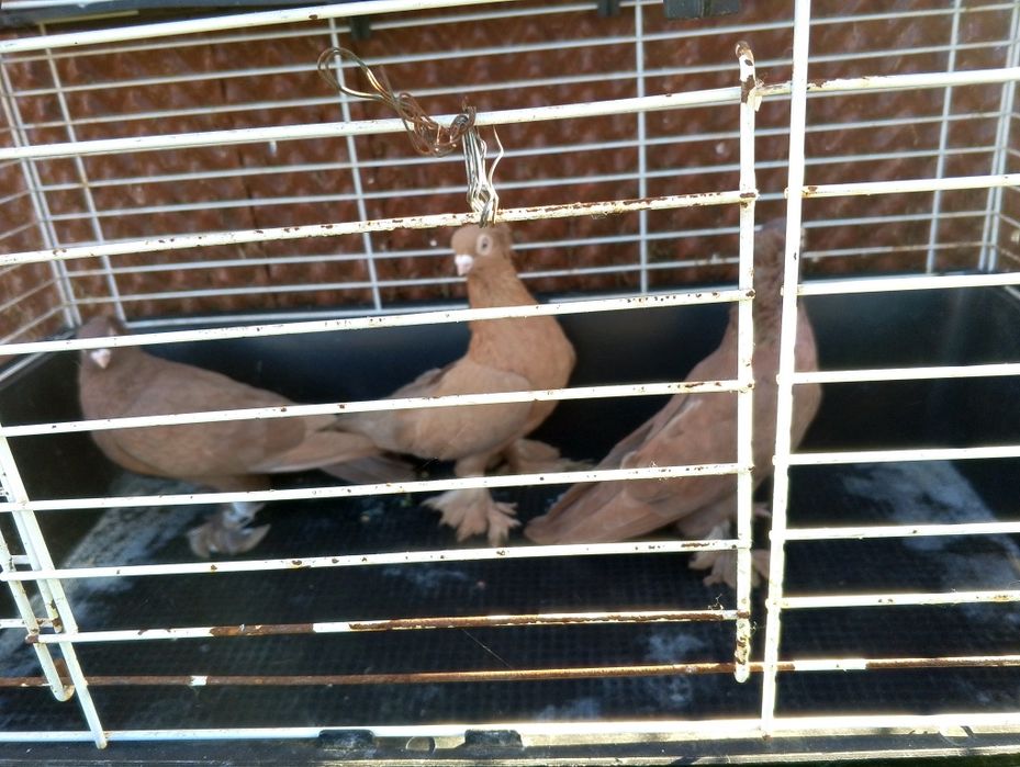 Gołębie ozdobne Wywrotki