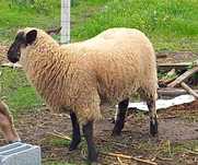 Borrega cruzada de Suffolk