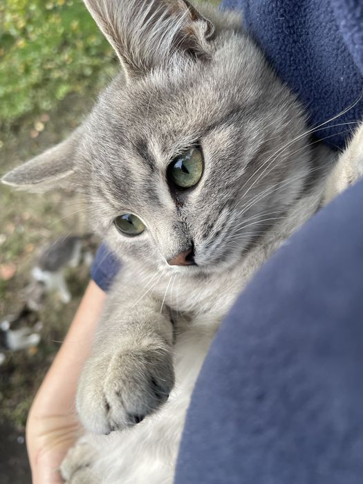 Котики шукають родину