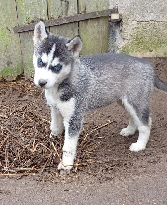 Szczeniak Suczka  Syberian husky