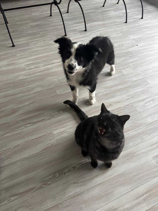 Border Collie - szczeniak suczka