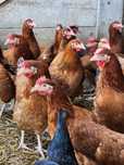 Kury NIOSKI Rossa Messa Leghorn 24 tyg ! Prosto od HODOWCY !!