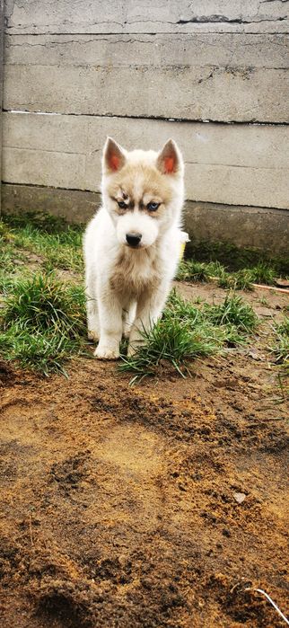 Ozzy Wyjątkowy Siberian Husky