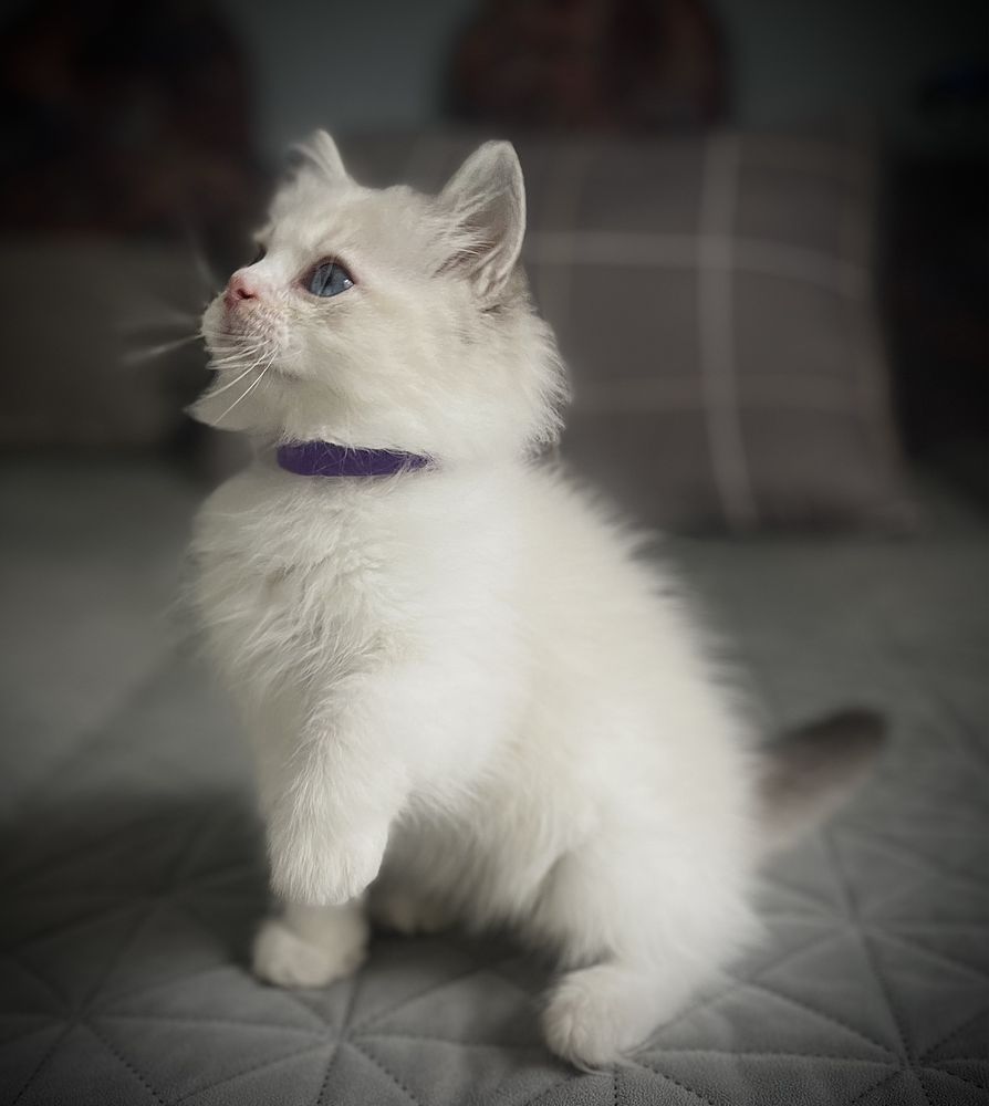 Ragdoll sliczny chlooczyk