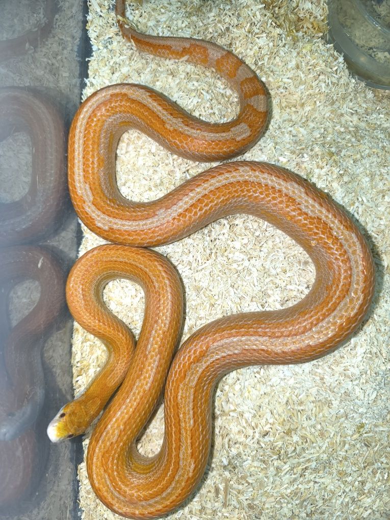 Wąż zbożowy ultramel motley