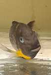 Tropheus Segunga Tanganika