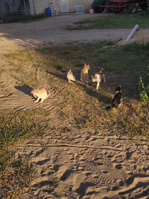 Oddam kotki w dobre rece