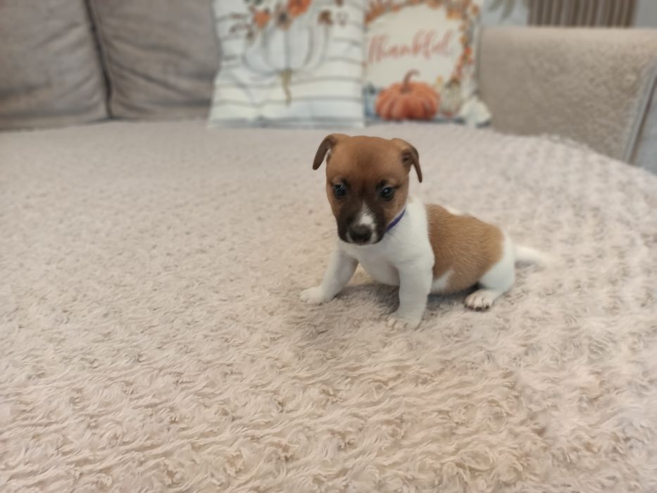 Sprzedam Jack Russell Terrier Piesek