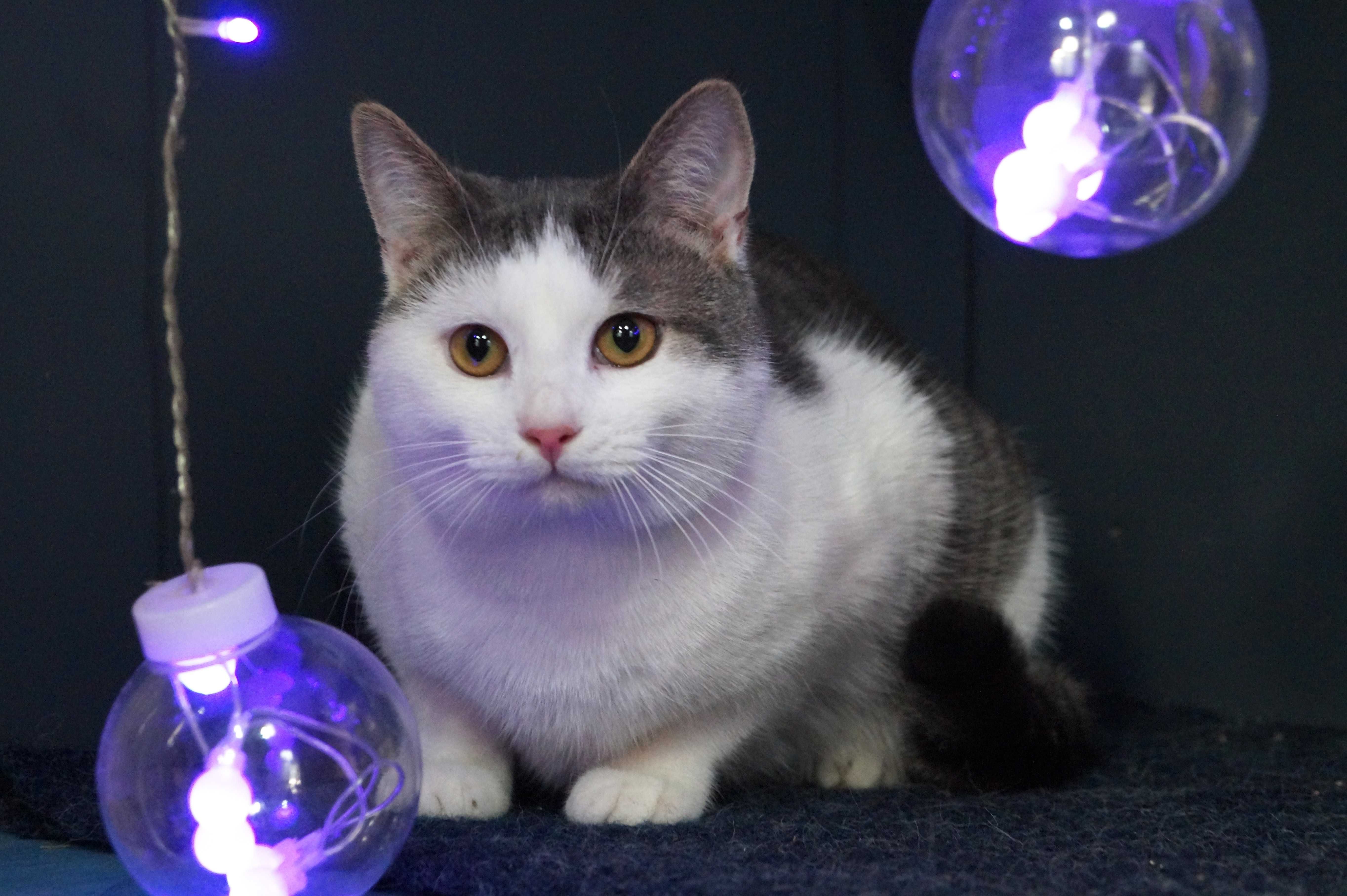 Молодой котик ищет дом
