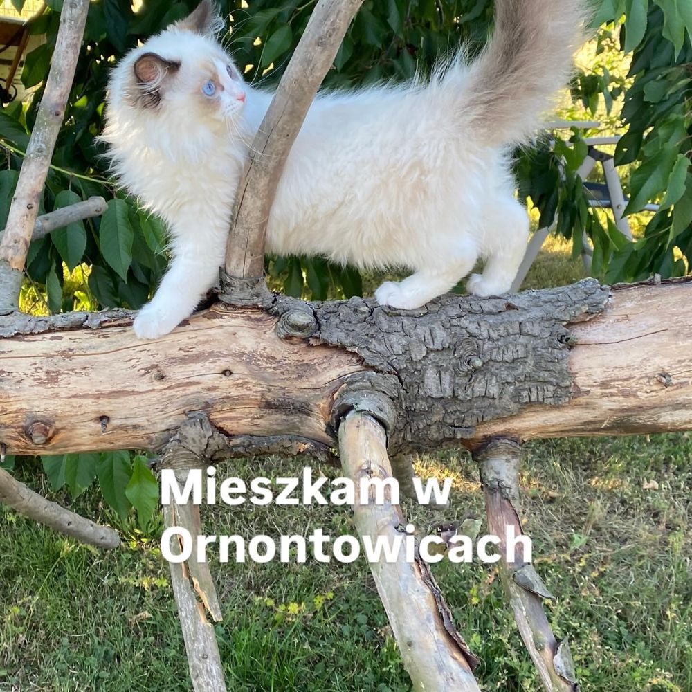 Ragdoll kot kocur FPL  gotowy do przeprowadzki