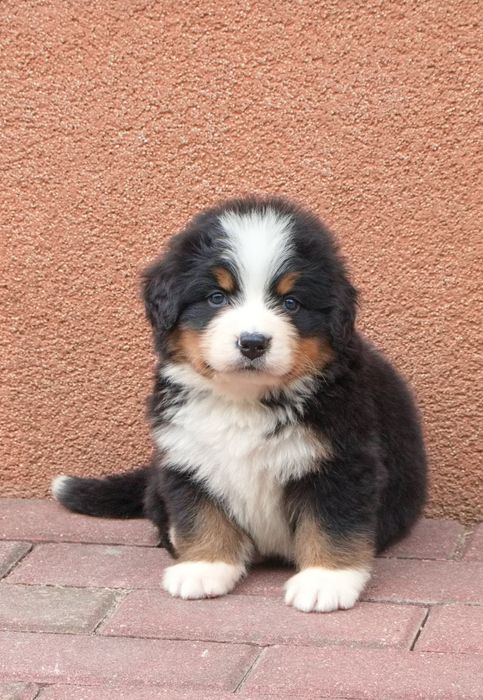 Berneński Pies Pasterski suczka FCI po Championach