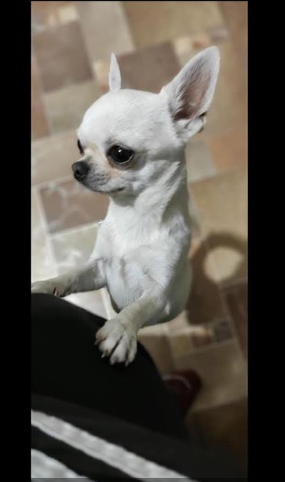 Чихуахуа шукають друзів і люблячу родину.