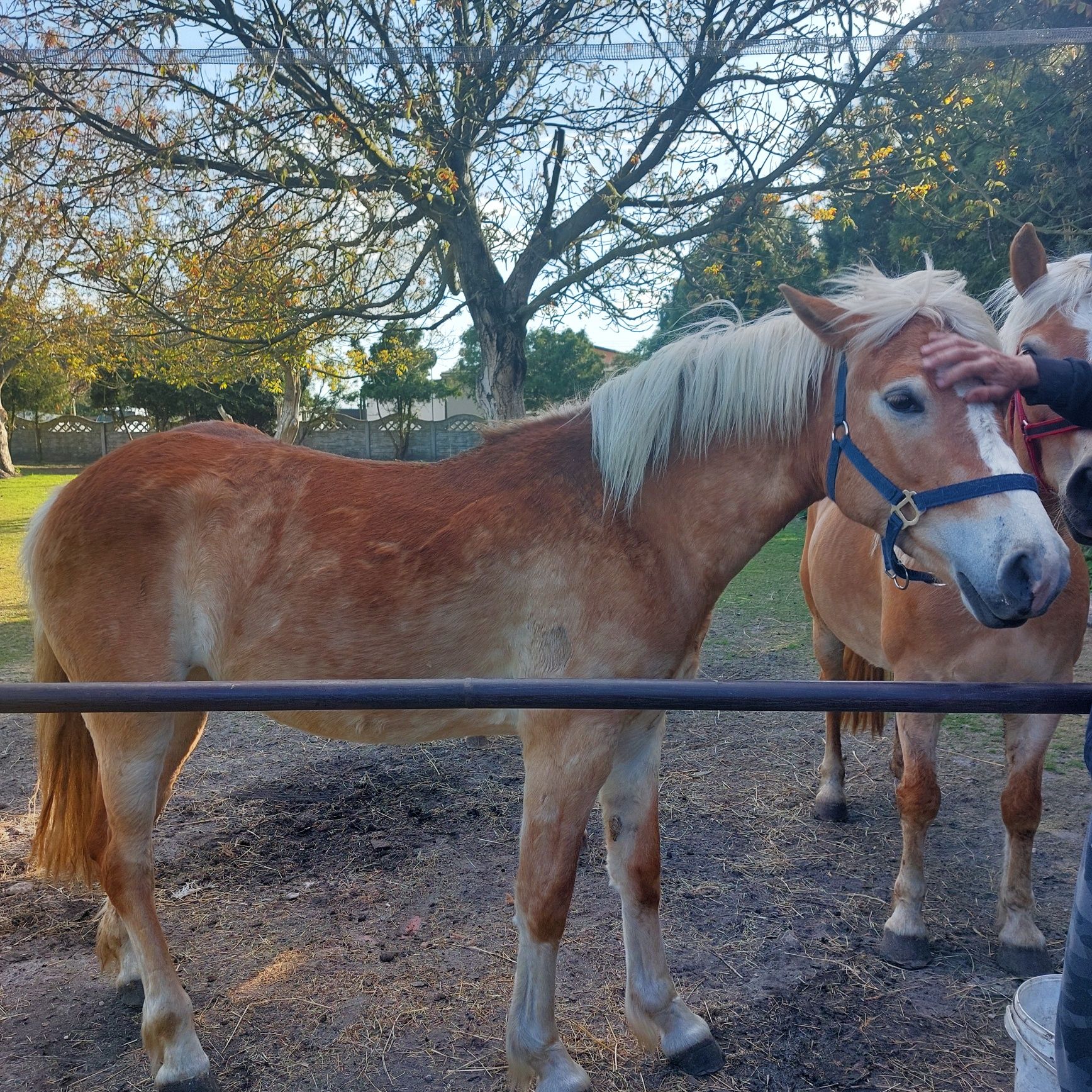 Klacz i ogier rasy haflinger