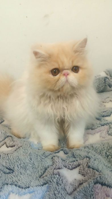 Персидський котик