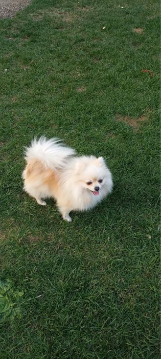 Szpic miniaturowy pomeranian
