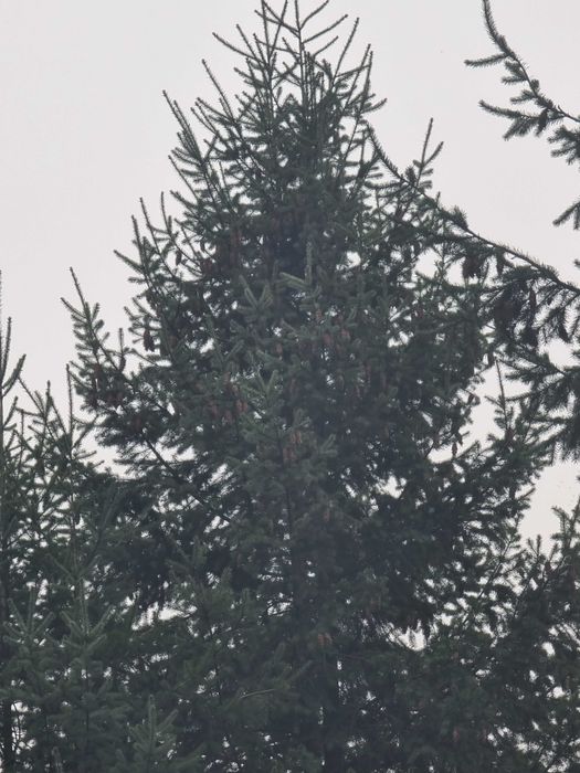 Choinka Duże Świerk, Daglezja..Galezie na stroiki