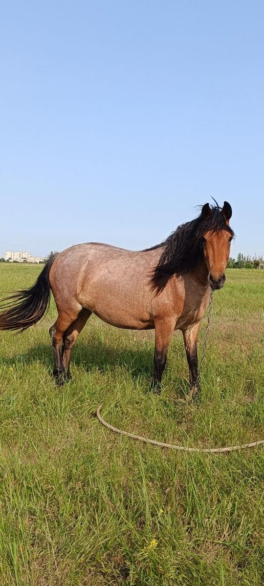 Симпатичная кобылка