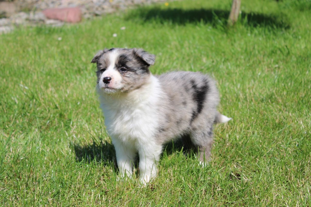 GOTOWE DO ODBIORU! Border collie suczka blue merle