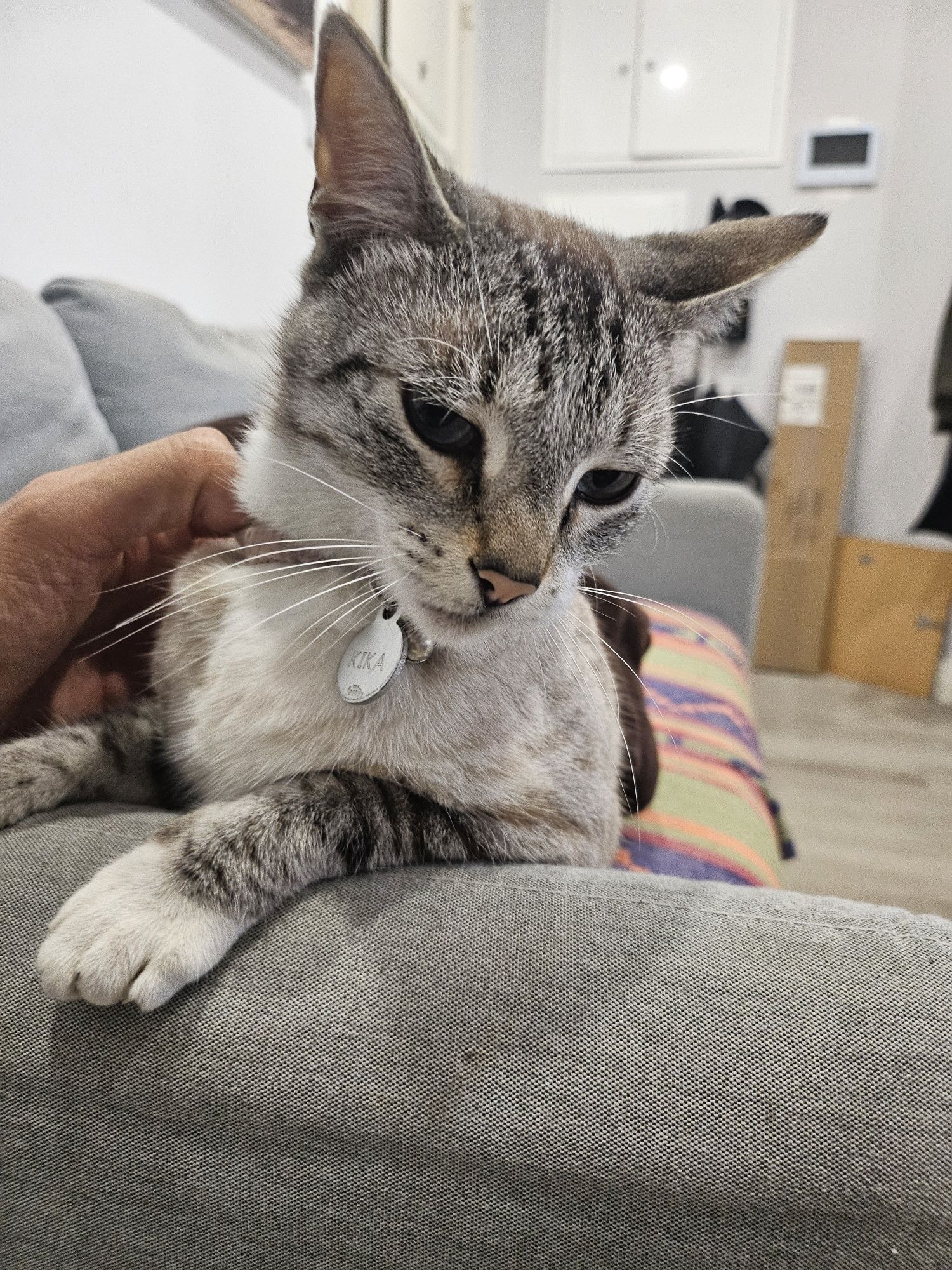Gata para adopção