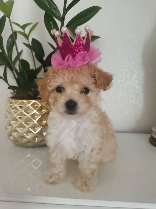 prześliczna sunia maltipoo